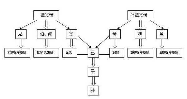 直系还有什么系 