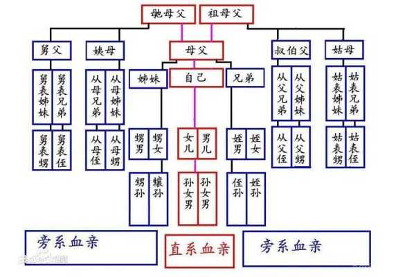 直系还有什么系 